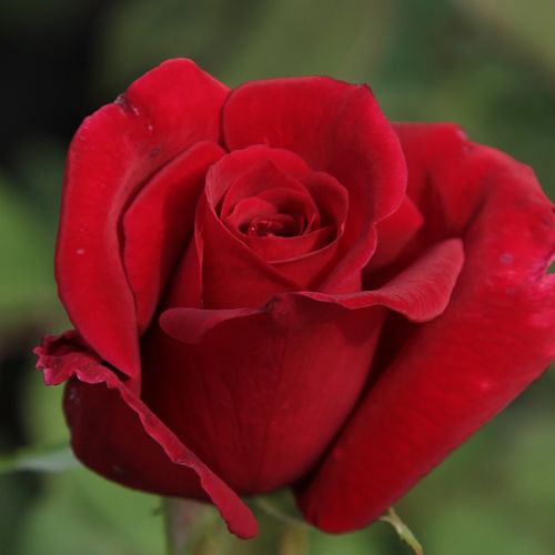 Gärtnerei - Rosa Avon™ - rot - teehybriden-edelrosen - stark duftend - Dennison Harlow Morey - Ihre Blüte ist rot mit einem Durchmesser von 10 cm. Sie bestehen aus etwa 20 Blütenblättern und duften angenehm.